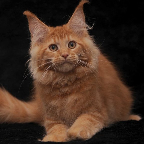 Maine Coon NOV Raily