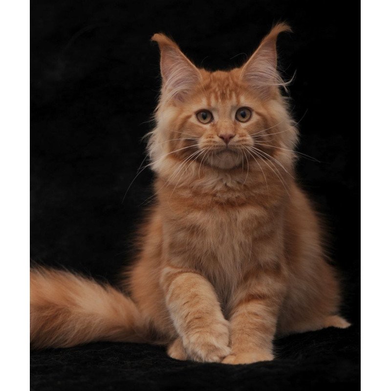 Maine Coon NOV Raily
