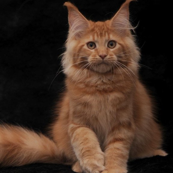 Maine Coon NOV Raily