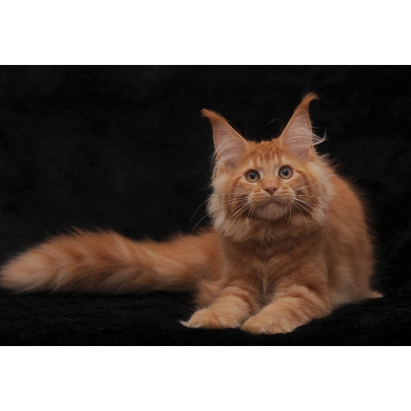 Maine Coon NOV Raily