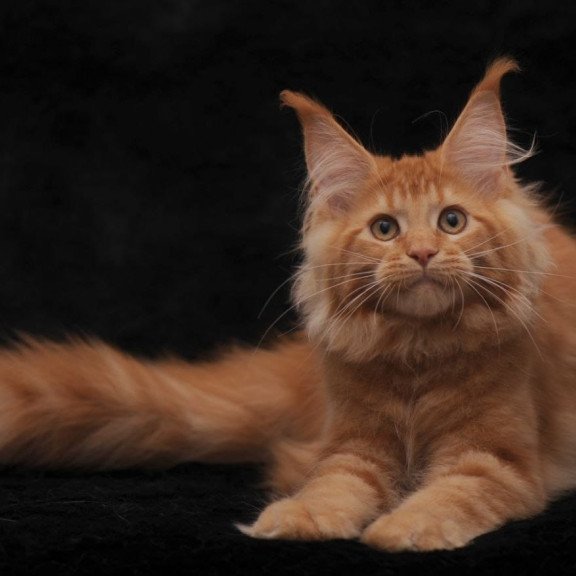 Maine Coon NOV Raily