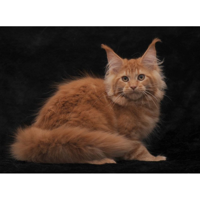 Maine Coon NOV Raily