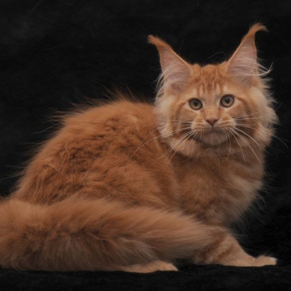 Maine Coon NOV Raily