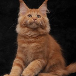 Maine Coon NOV Rеу
