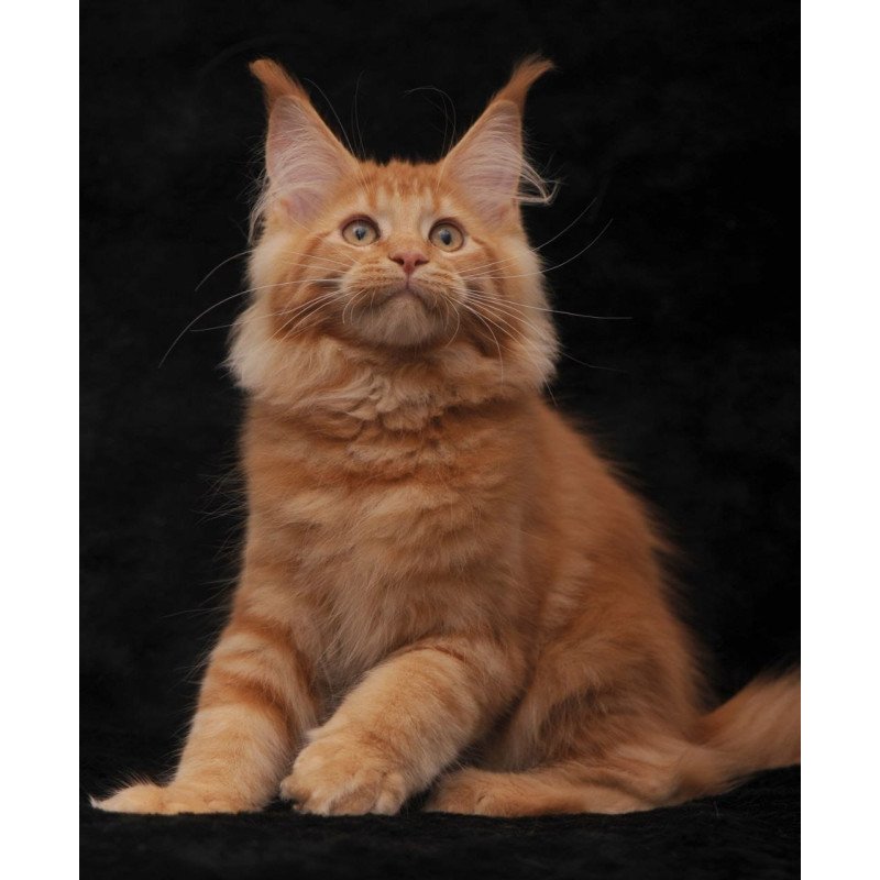 Maine Coon NOV Rеу