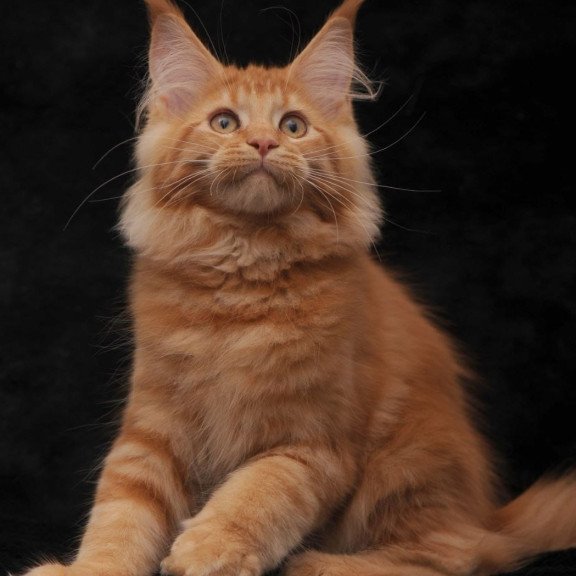 Maine Coon NOV Rеу