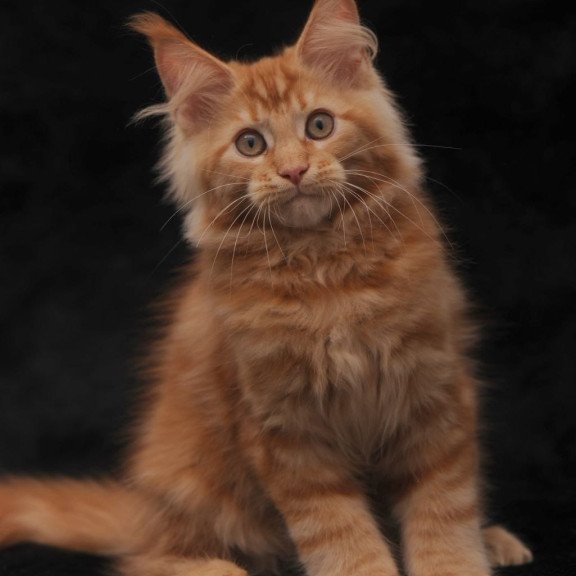 Maine Coon NOV Rеу