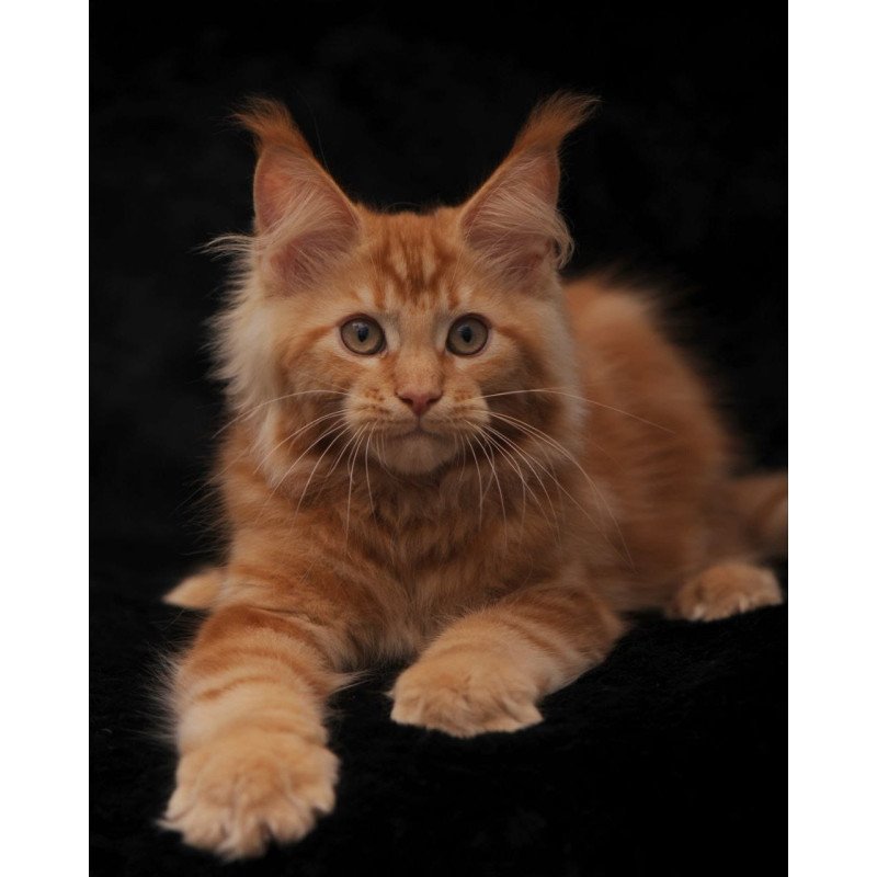 Maine Coon NOV Rеу