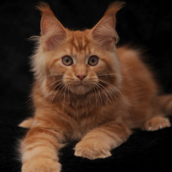 Maine Coon NOV Rеу