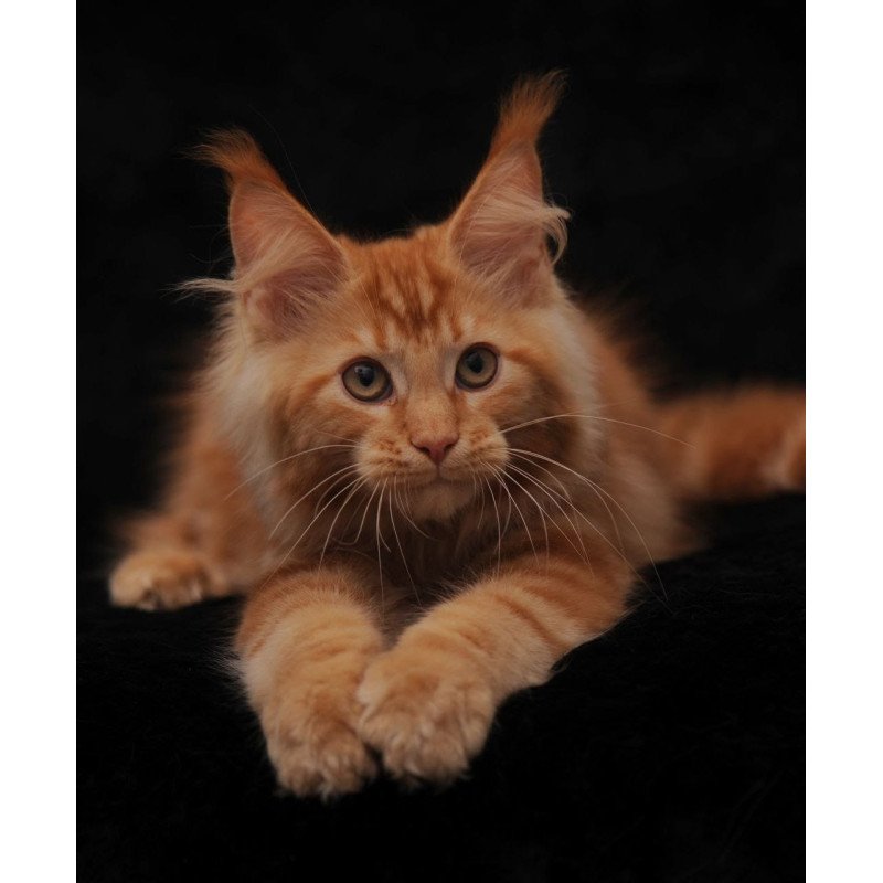 Maine Coon NOV Rеу