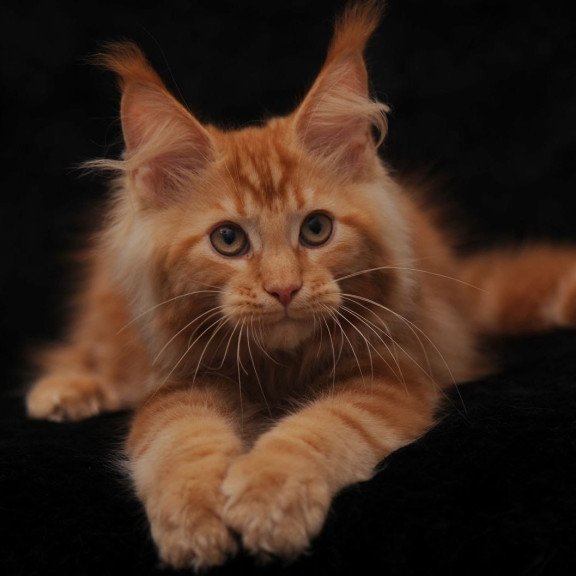 Maine Coon NOV Rеу