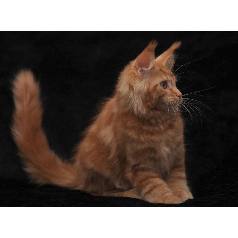 Maine Coon NOV Rеу