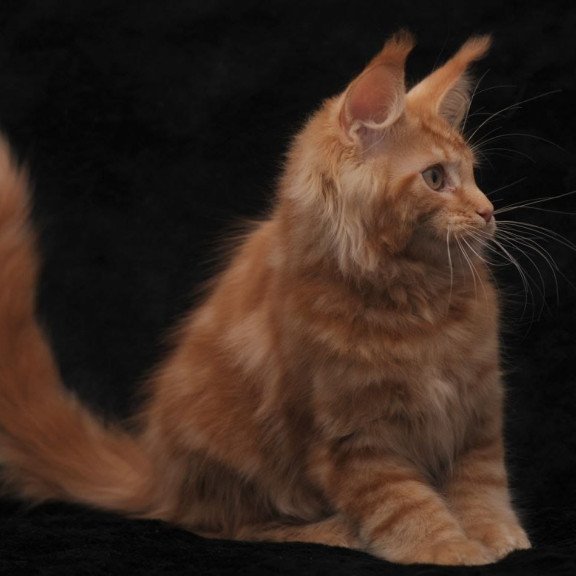 Maine Coon NOV Rеу