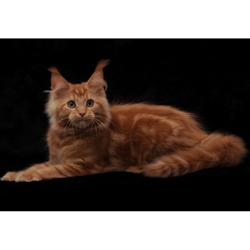 Maine Coon NOV Rеу