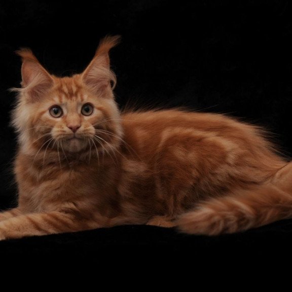 Maine Coon NOV Rеу