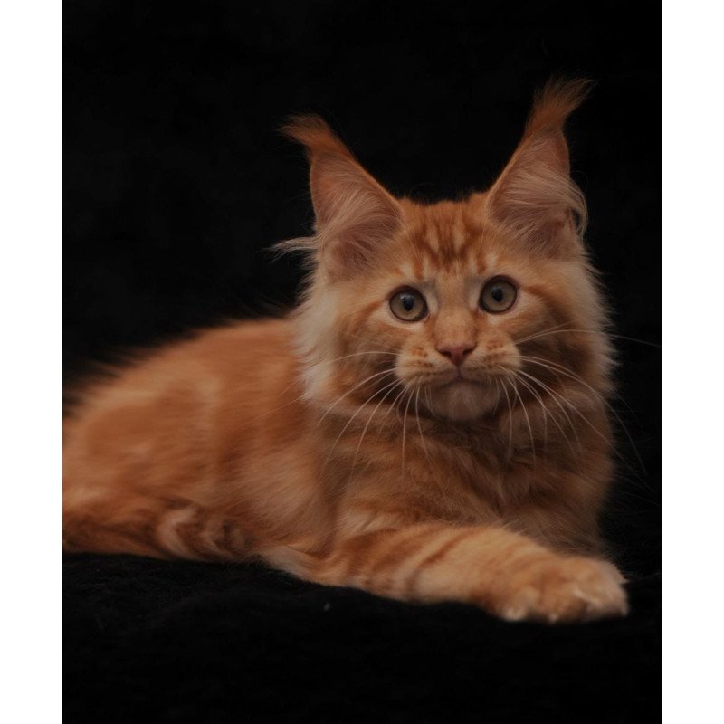 Maine Coon NOV Rеу