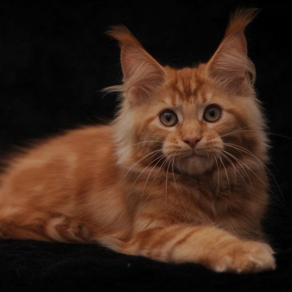 Maine Coon NOV Rеу