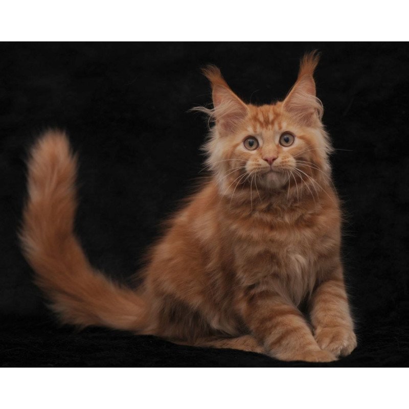 Maine Coon NOV Rеу