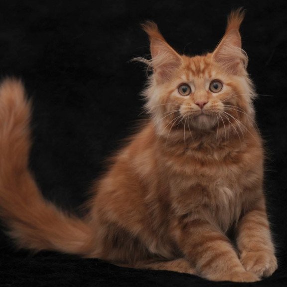 Maine Coon NOV Rеу