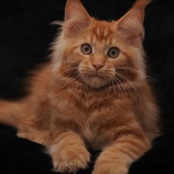 Maine Coon NOV Rakel