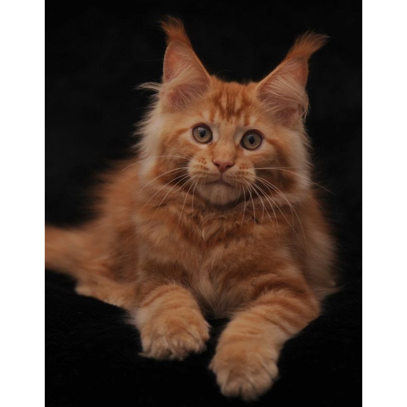 Maine Coon NOV Rakel