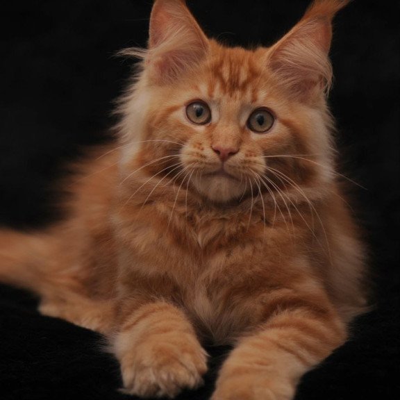Maine Coon NOV Rakel