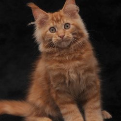 Maine Coon NOV Rakel