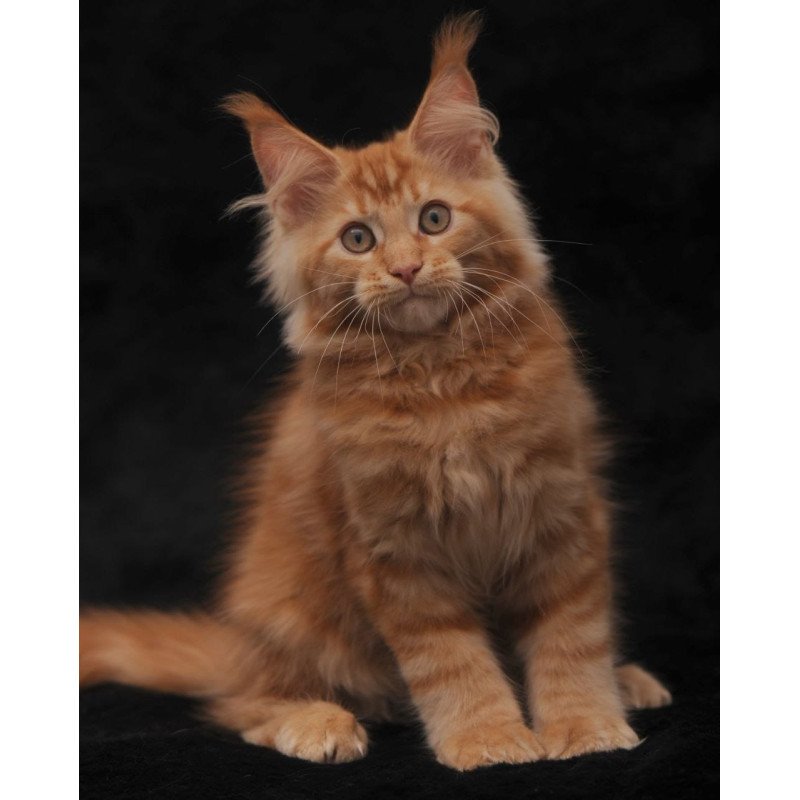 Maine Coon NOV Rakel