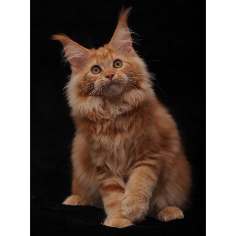 Maine Coon NOV Rakel
