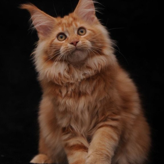 Maine Coon NOV Rakel