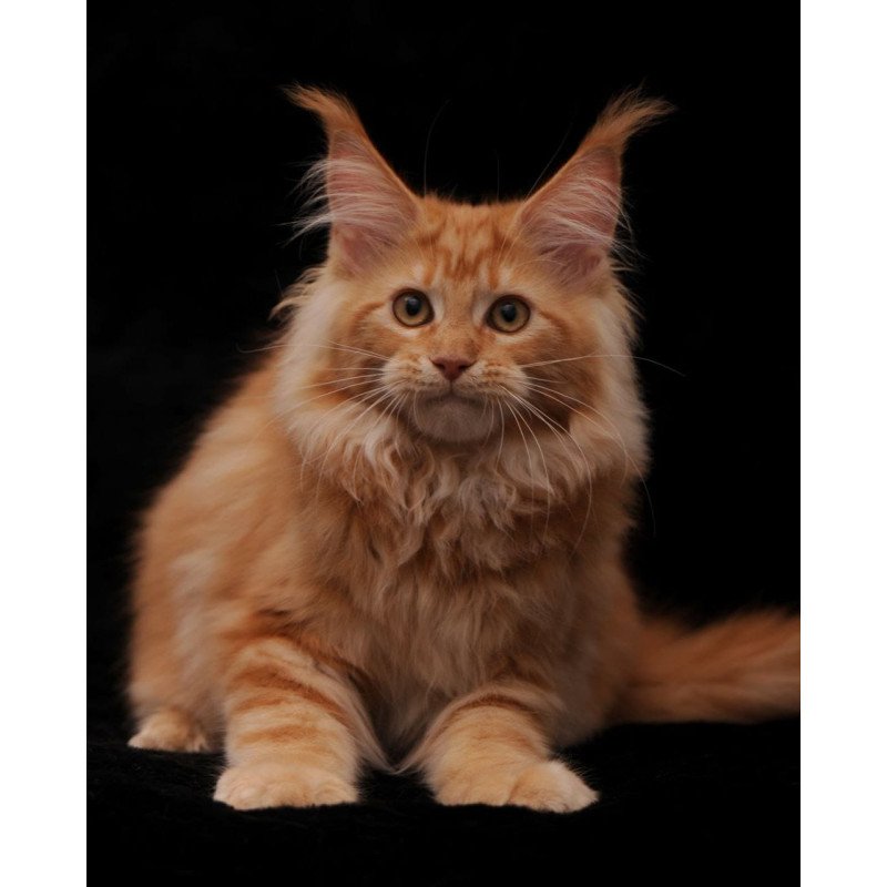 Maine Coon NOV Rakel