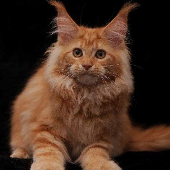 Maine Coon NOV Rakel