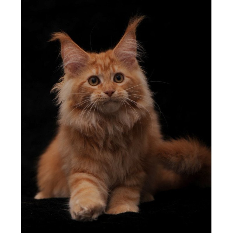Maine Coon NOV Rakel