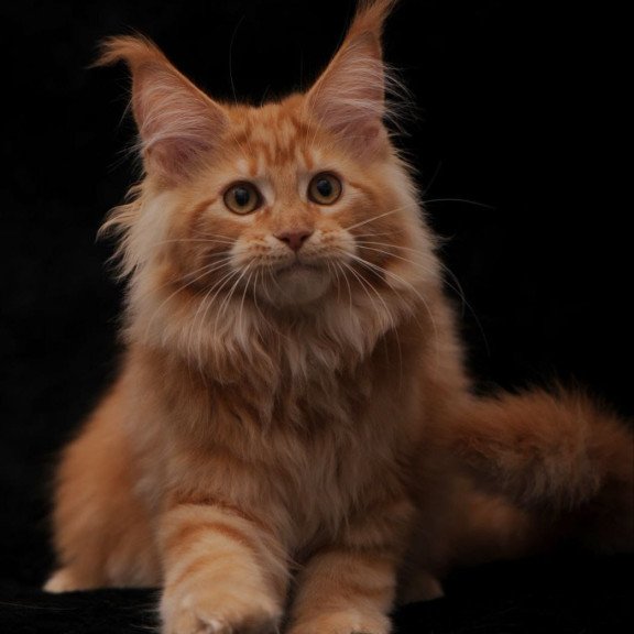 Maine Coon NOV Rakel