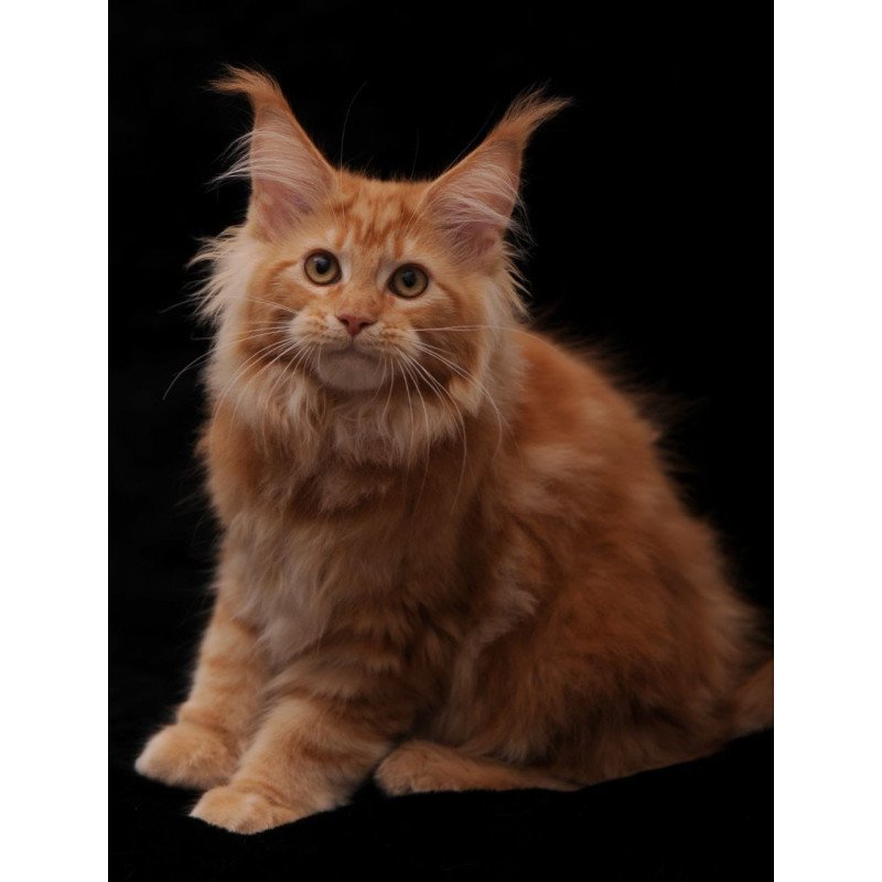 Maine Coon NOV Rakel