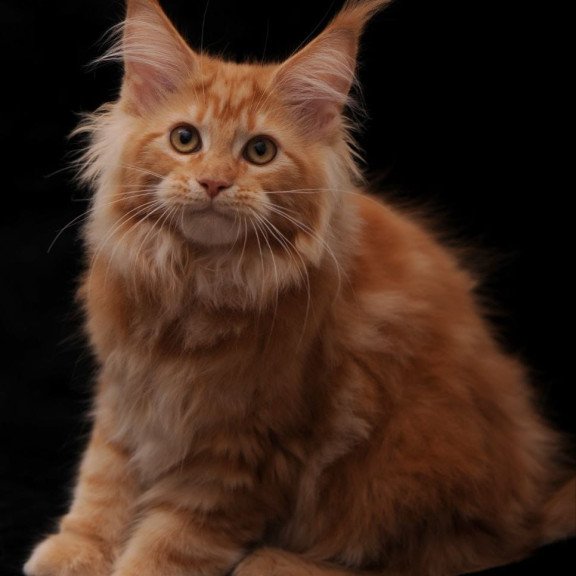 Maine Coon NOV Rakel