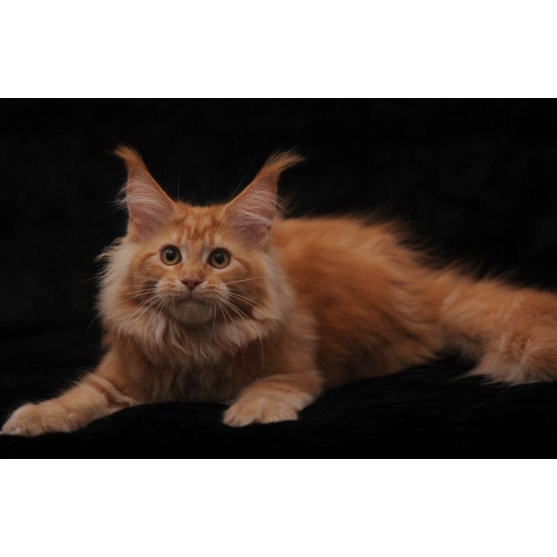 Maine Coon NOV Rakel