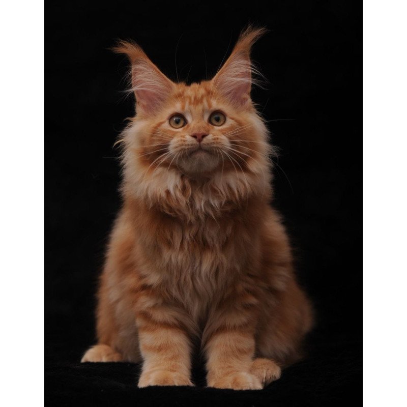 Maine Coon NOV Rakel