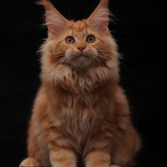 Maine Coon NOV Rakel