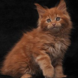 Maine Coon NOV Sem