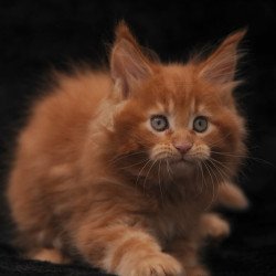 Maine Coon NOV Sem