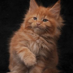 Maine Coon NOV Sally
