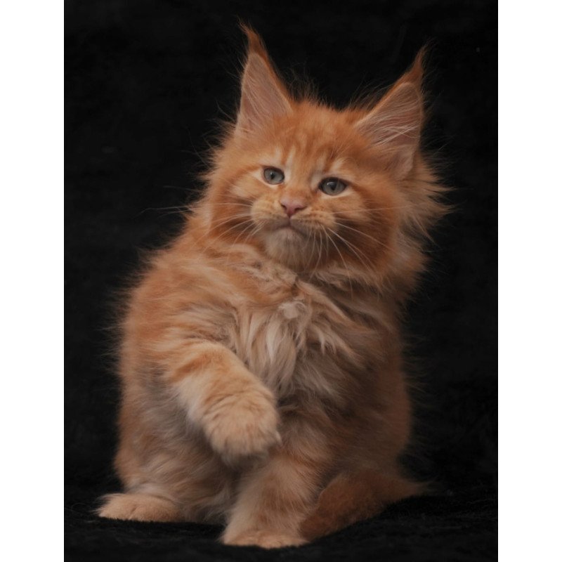 Maine Coon NOV Sally