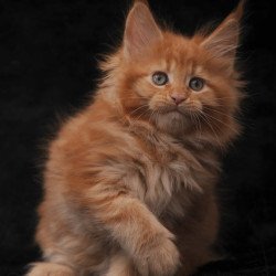 Maine Coon NOV Sally