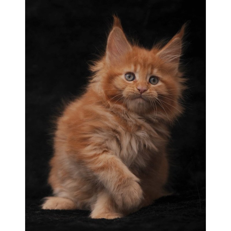 Maine Coon NOV Sally