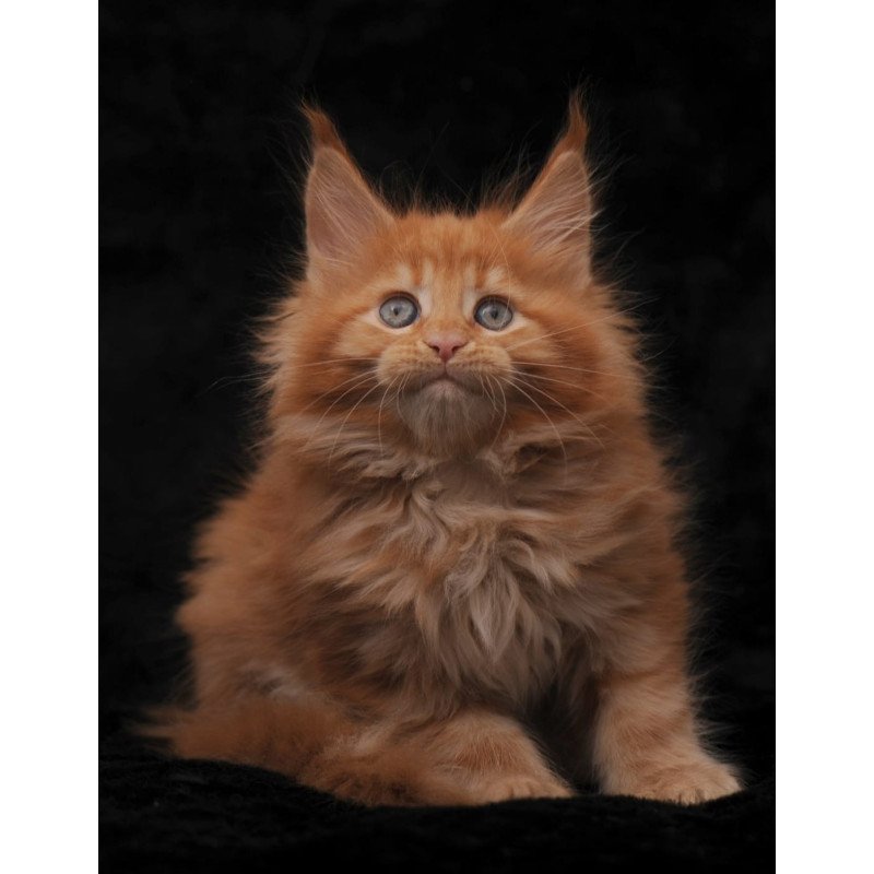 Maine Coon NOV Sally