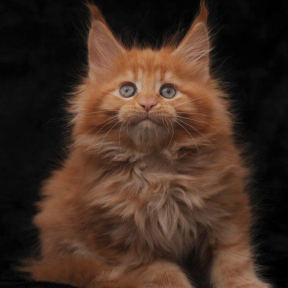 Maine Coon NOV Sally
