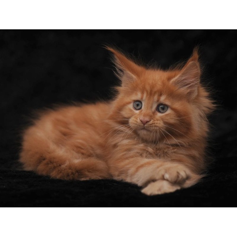 Maine Coon NOV Sally