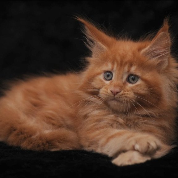 Maine Coon NOV Sally