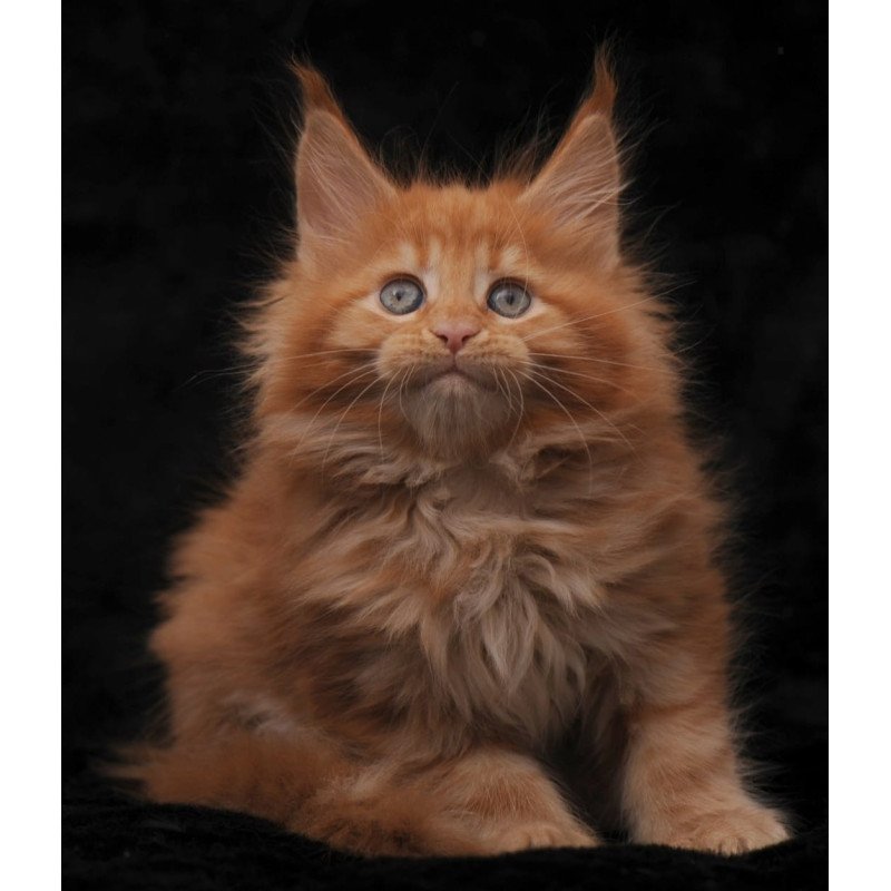 Maine Coon NOV Sally
